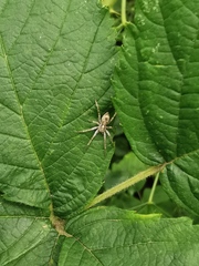Anyphaena accentuata