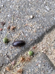 Armadillidium vulgare