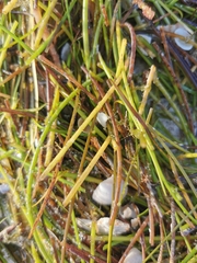 Syringodium filiforme