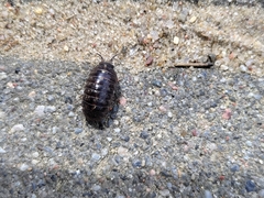 Armadillidium vulgare