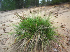 Carex ericetorum