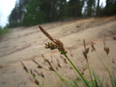 Carex ericetorum