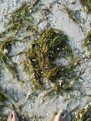 Syringodium filiforme