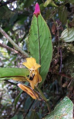 Columnea picta