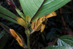 Columnea picta