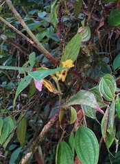 Columnea picta