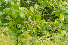 Curruca communis