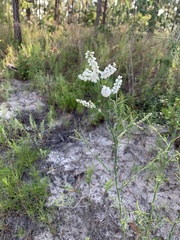 Polygonella americana