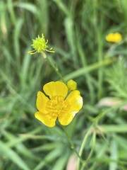 Ranunculus acris