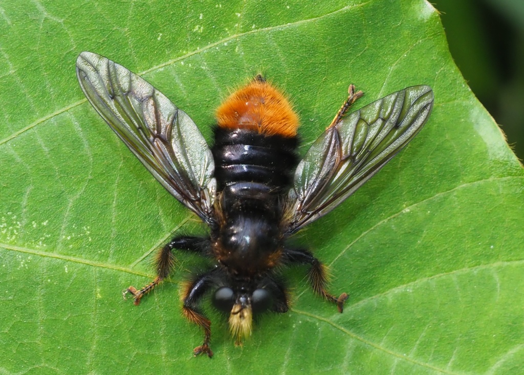 Laphria mitsukurii
