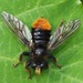 Laphria mitsukurii - Photo (c) shirdipam, some rights reserved (CC BY-NC), uploaded by shirdipam