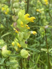 Rhinanthus minor