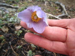 Pulsatilla