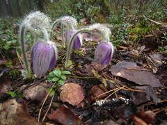 Pulsatilla