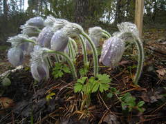 Pulsatilla