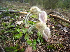 Pulsatilla vernalis