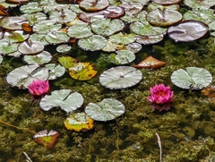 Nymphaea × marliacea
