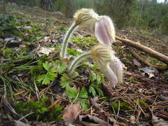 Pulsatilla vernalis