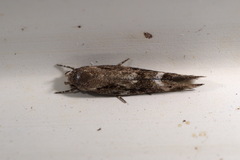 Mompha sturnipennella