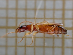 Paradromius