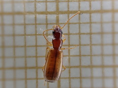 Paradromius