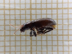 Brachyderes pubescens