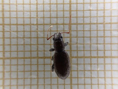 Brachyderes pubescens