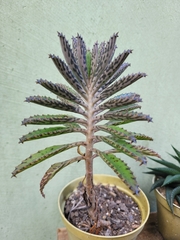 Kalanchoe rosei