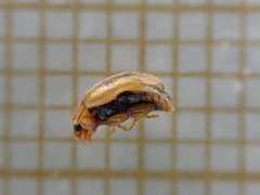 Rhyzobius chrysomeloides