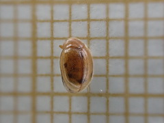 Rhyzobius chrysomeloides