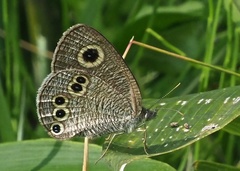 Ypthima argus