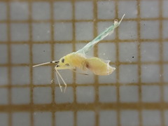 Campyloneura virgula