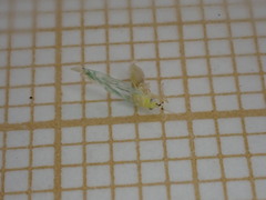 Campyloneura virgula