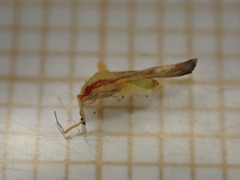 Campyloneura virgula