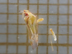 Campyloneura virgula