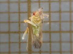 Campyloneura virgula