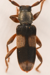Dicentrus bluthneri