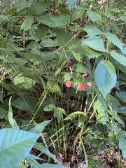 Rubus pascuus