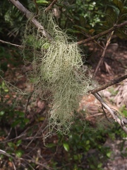 Usnea trichodea