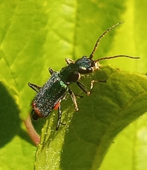 Clanoptilus geniculatus