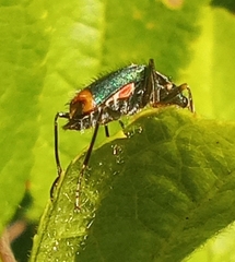 Clanoptilus geniculatus