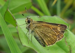 Ochlodes ochracea