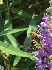 Anthidium florentinum