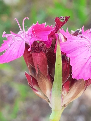 Image of Dianthus giganteus by (c) SK53, some rights reserved (CC BY-SA)