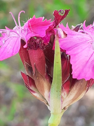 Image of Dianthus giganteus by (c) SK53, some rights reserved (CC BY-SA)