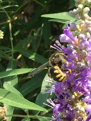 Anthidium florentinum