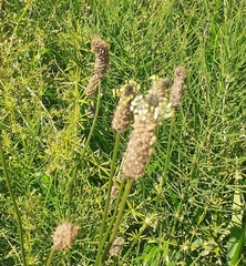 Plantago lanceolata