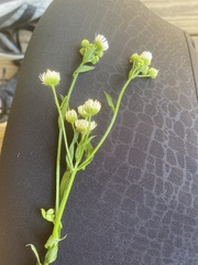Erigeron strigosus strigosus