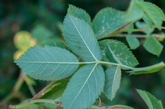 Rosa tomentosa