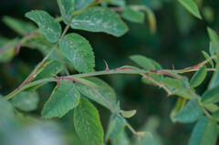 Rosa tomentosa